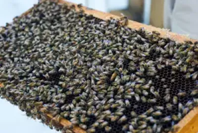 Biology - Ecology, BS